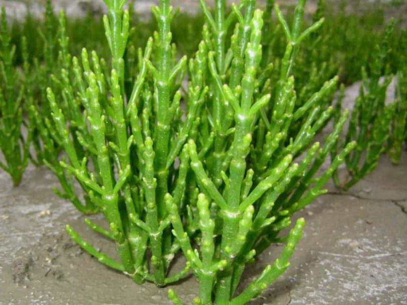 Európai sziksófű - tengeri spárga - Salicornia europaea, Salicornia europaea, saláta